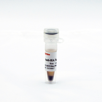 Anti-HA CoIP 磁珠