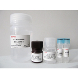 BCA蛋白定量试剂盒