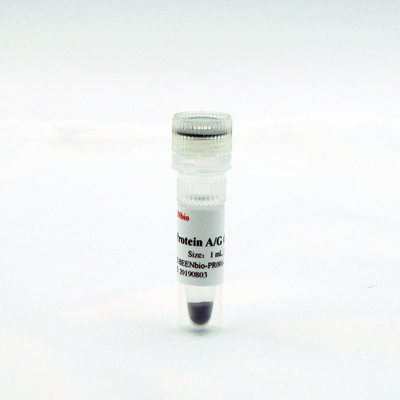 protein A/G 免疫共沉淀磁珠