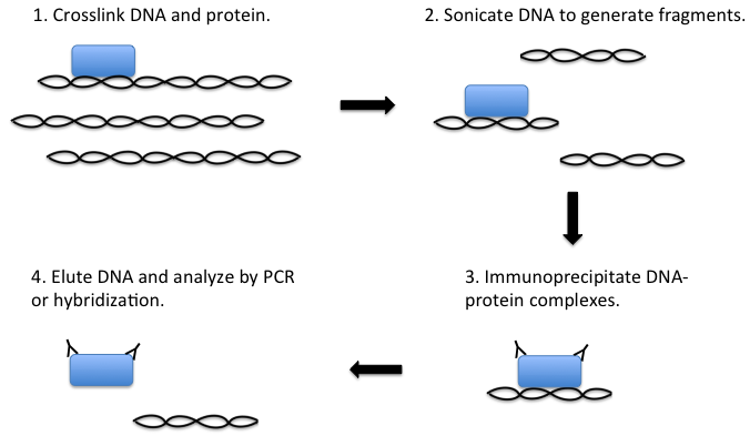 染色质免疫共沉淀（ChIP）